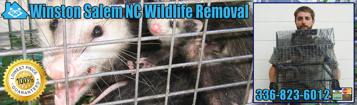 Winston Salem Wildlife and Animal Removal